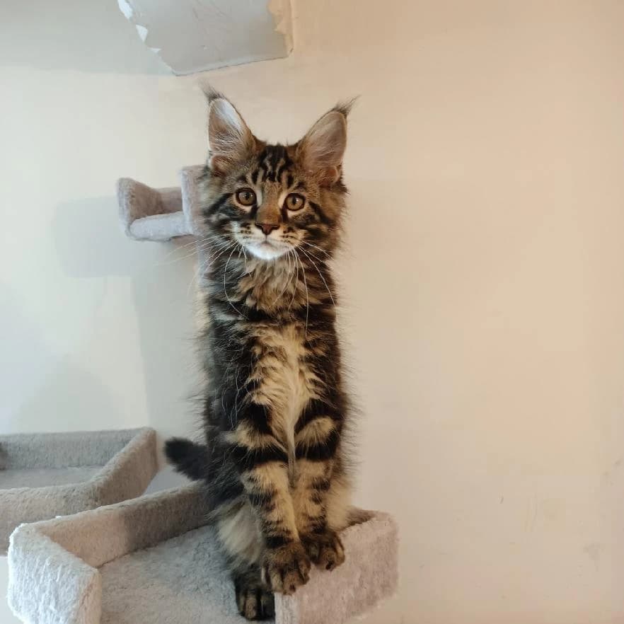 maine-coon-mainske-myvali-kotata-s-pp