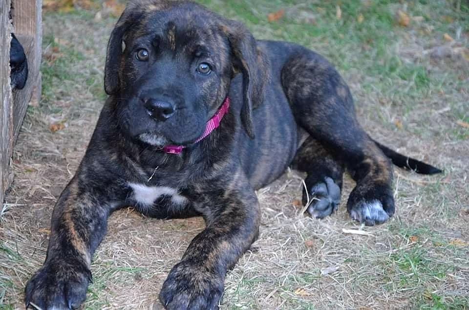 cane-corso