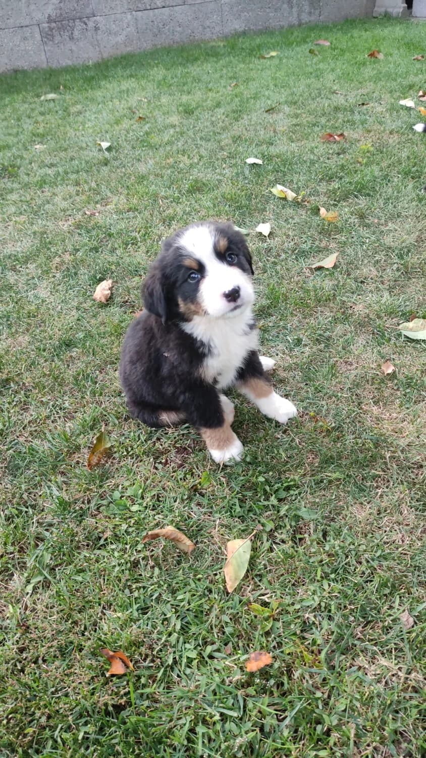 bernsky-salasnicky-pes