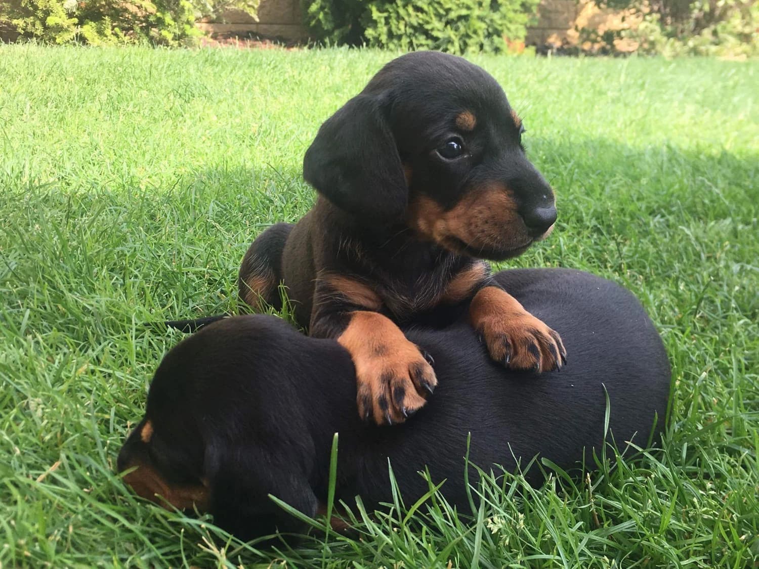 cistokrvne-steniatka-slovenskeho-kopova