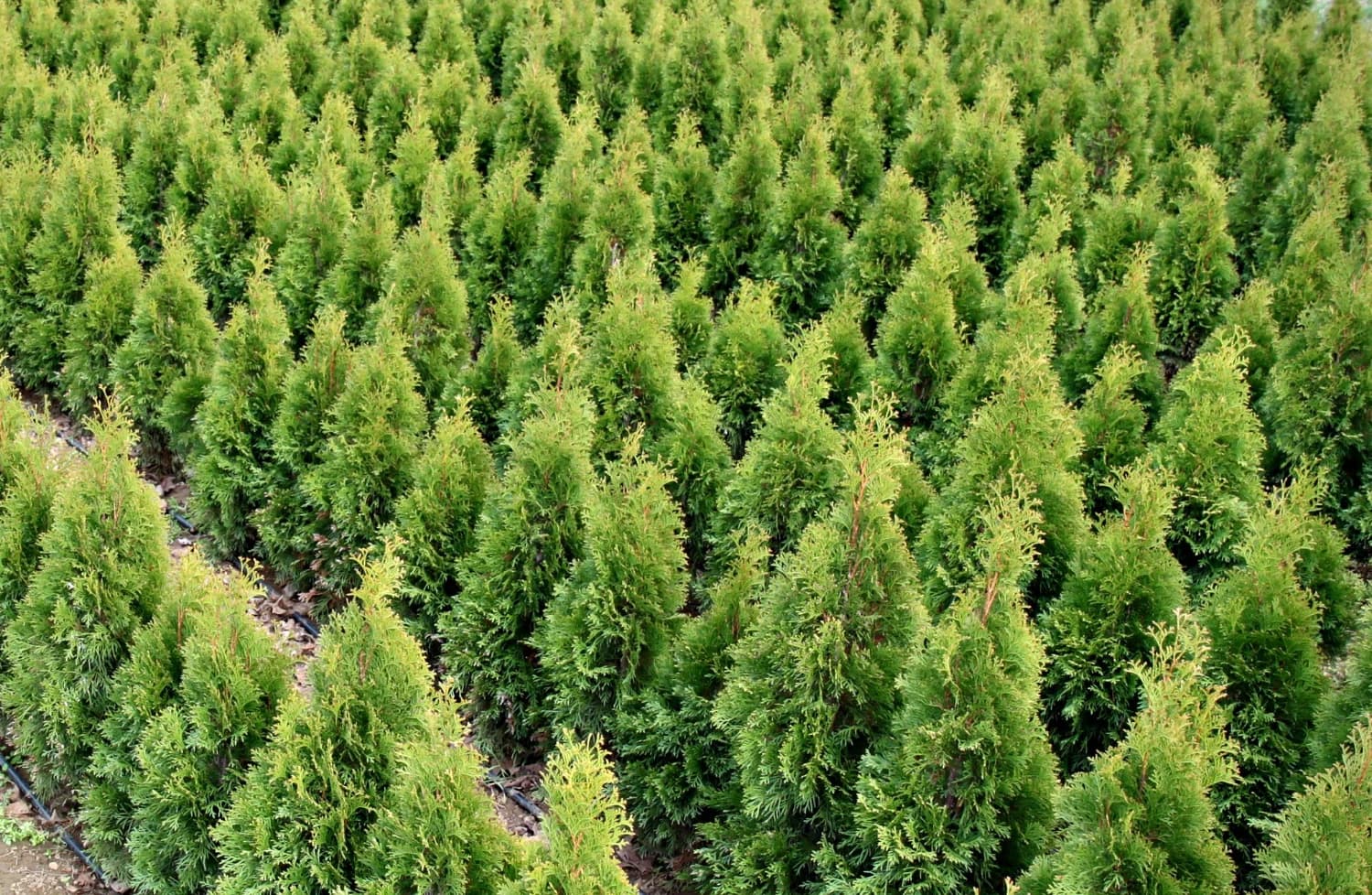 thuja-smaragd