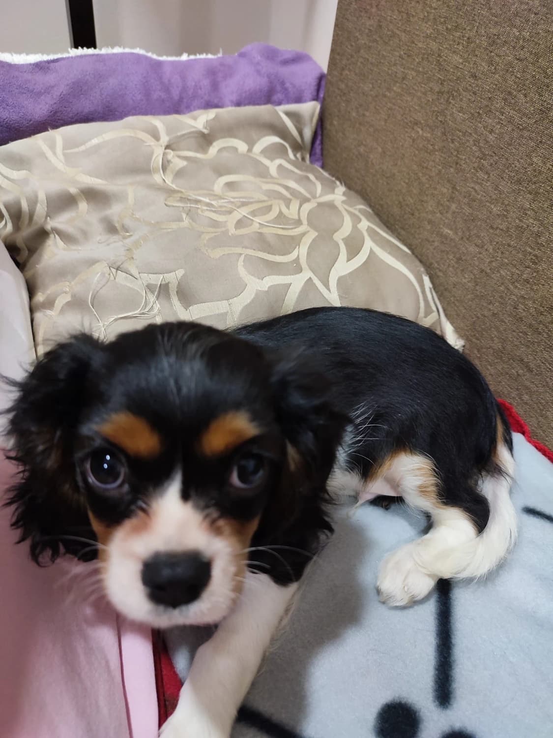 predam-cavaliera-tricolor-psika-velky-maznos-ostal-posledny