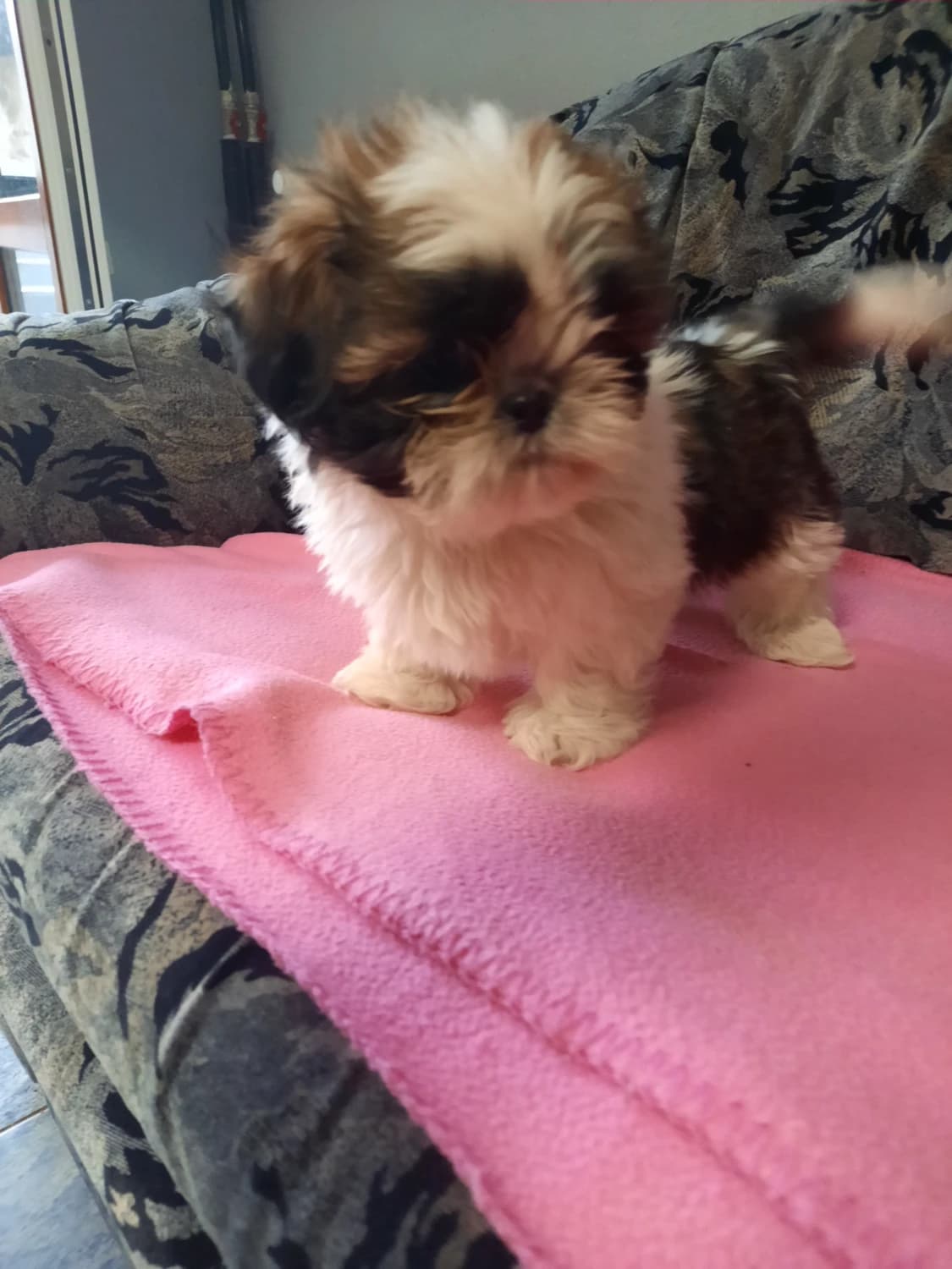 steniatka-shi-tzu-sicu