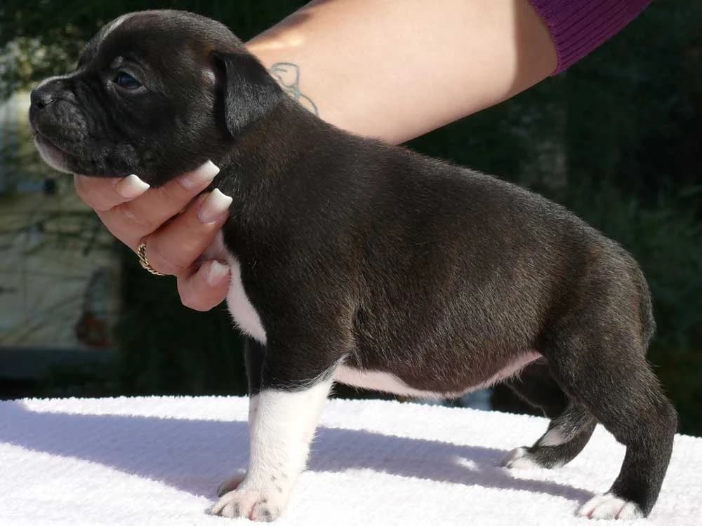 stafordsirsky-bulterier-staffordshire-bull-terrier