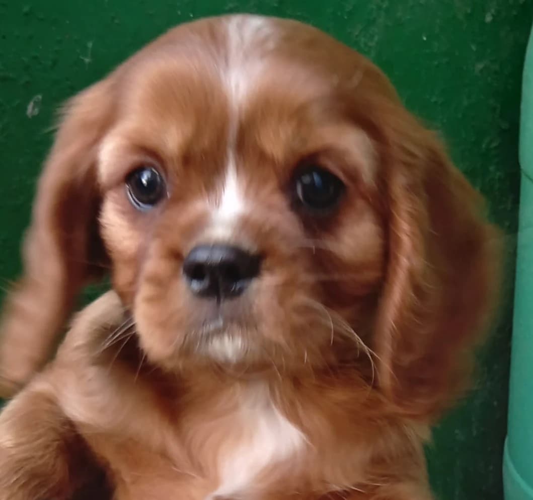 cavalier-king-charles-spaniel