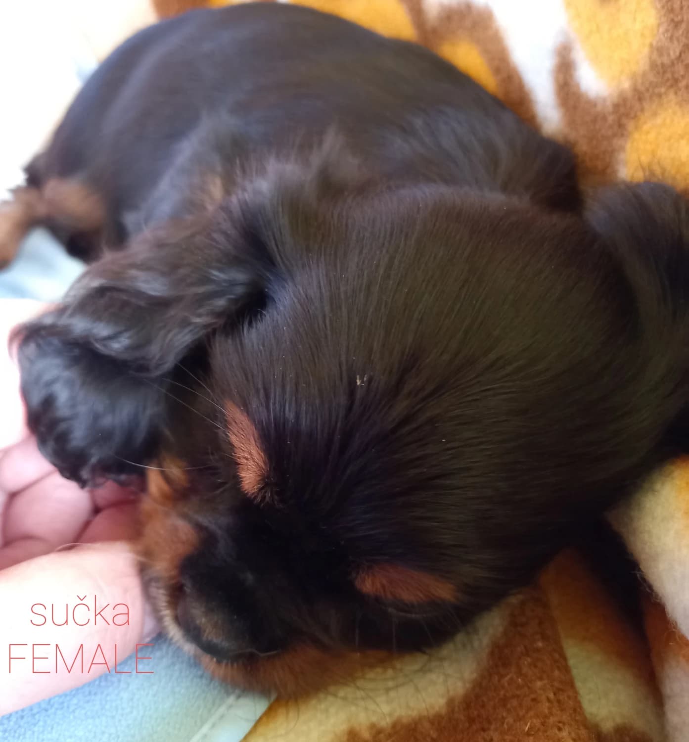 cavalier-king-charles-spaniel-kavalier