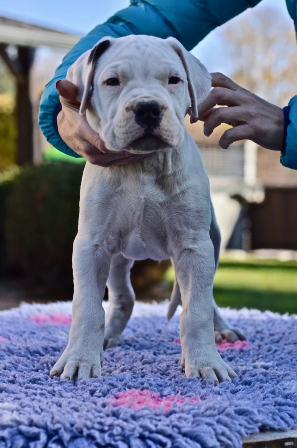 argentinska-doga-s-pp