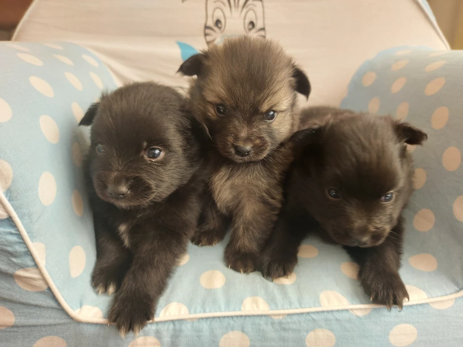 trpaslici-nemecky-spic