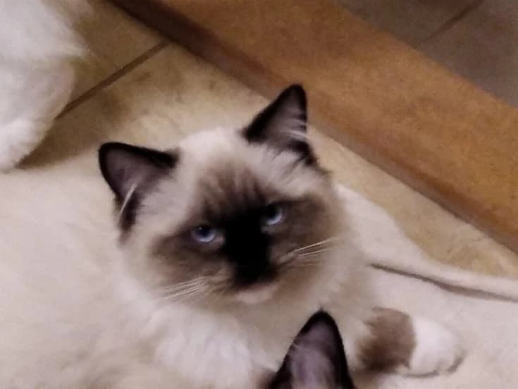 ragdoll-s-pp