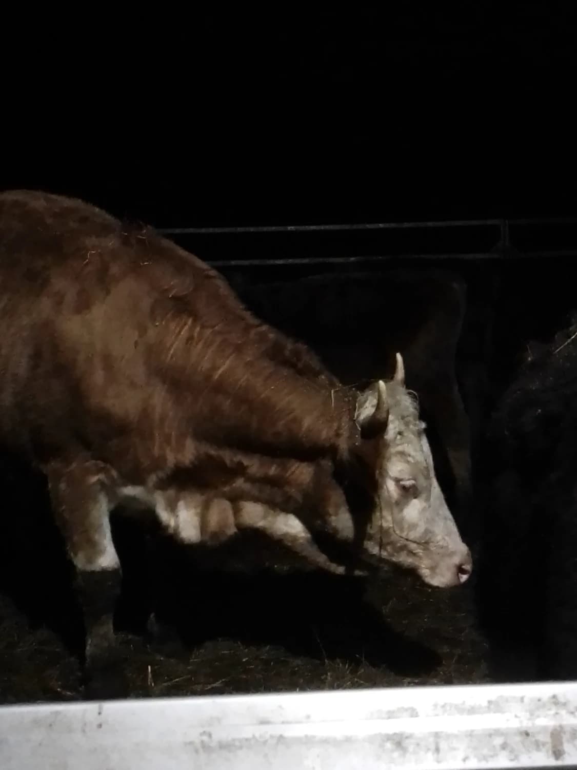 predaj-telnej-jalovici