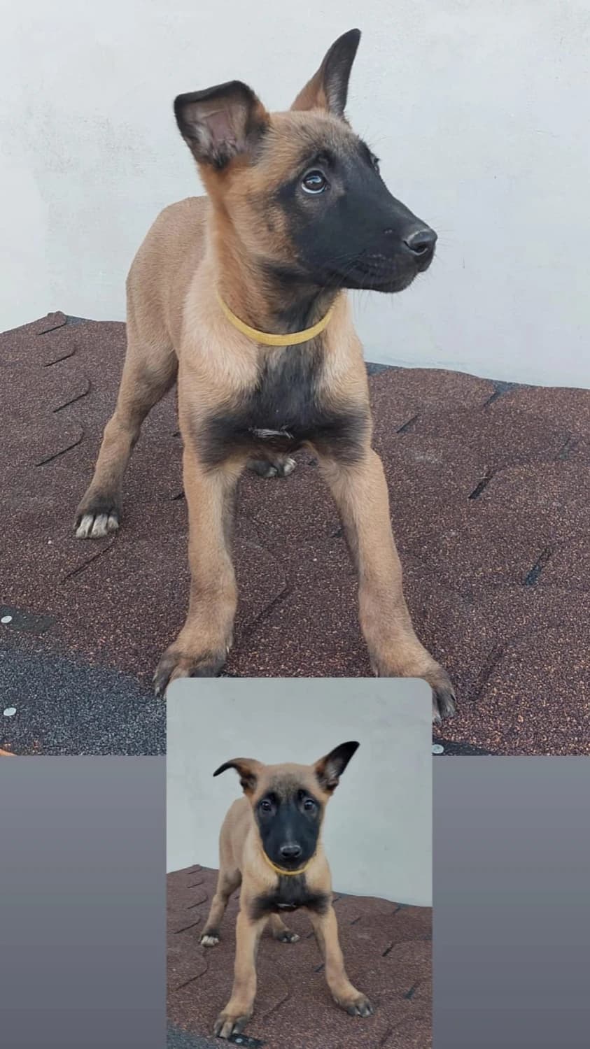 belgicky-ovciak-malinois