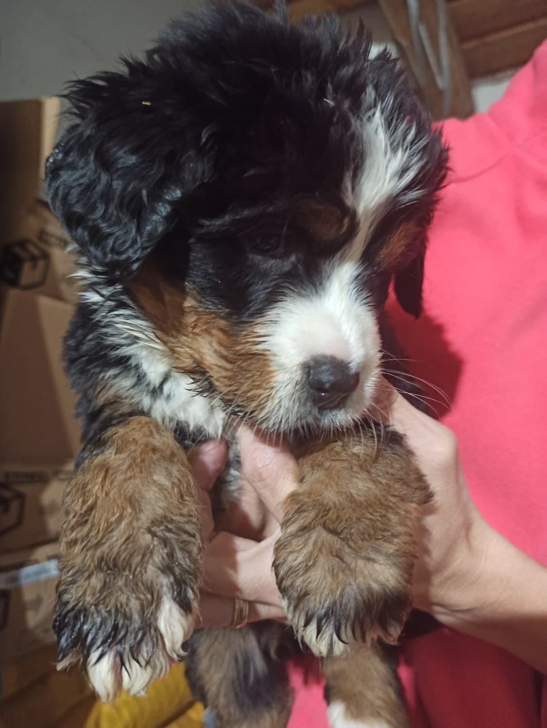 bernsky-salasnicky-pes-steniatka