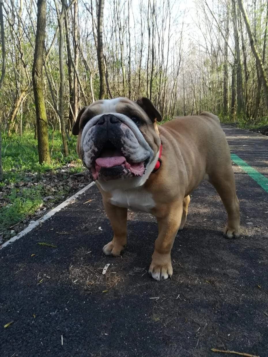 darujem-anglickeho-buldoga