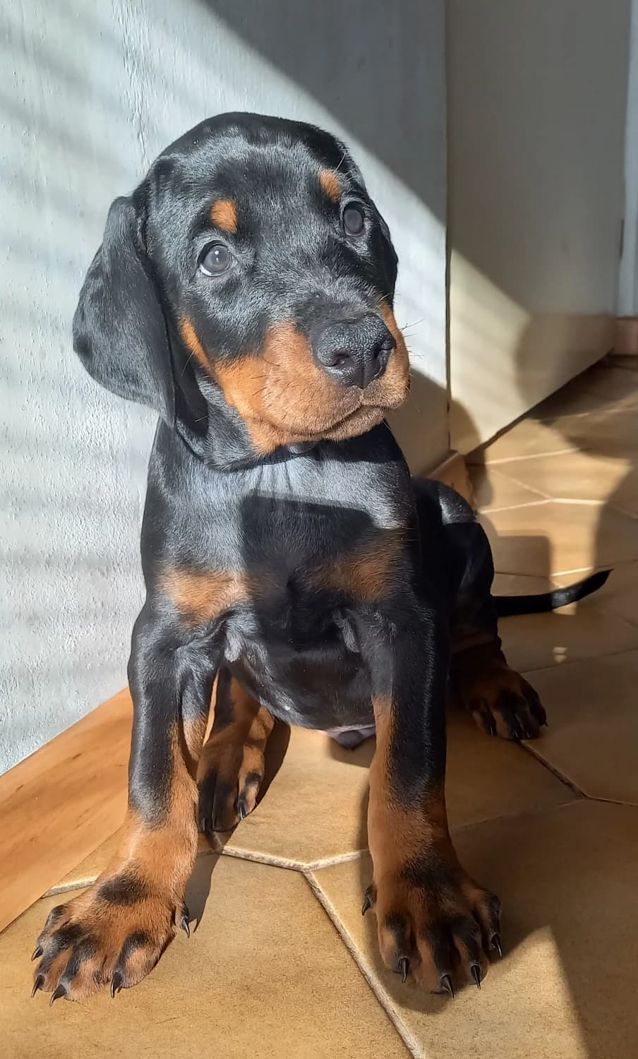 doberman-steniatka-s-pp-predaj