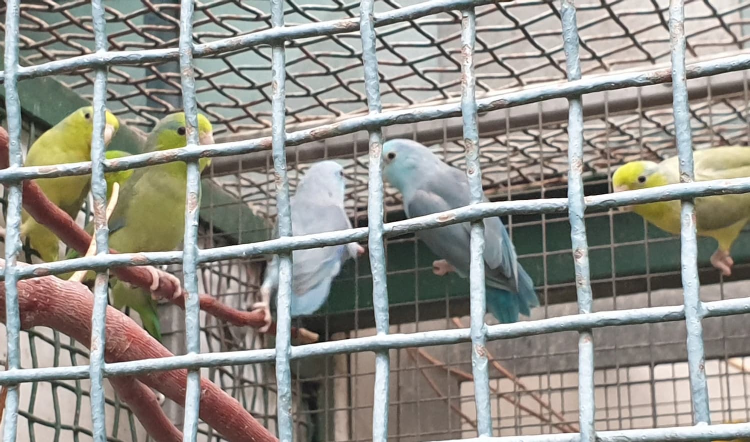 predam-papagaje-vrabcie-sedokridle