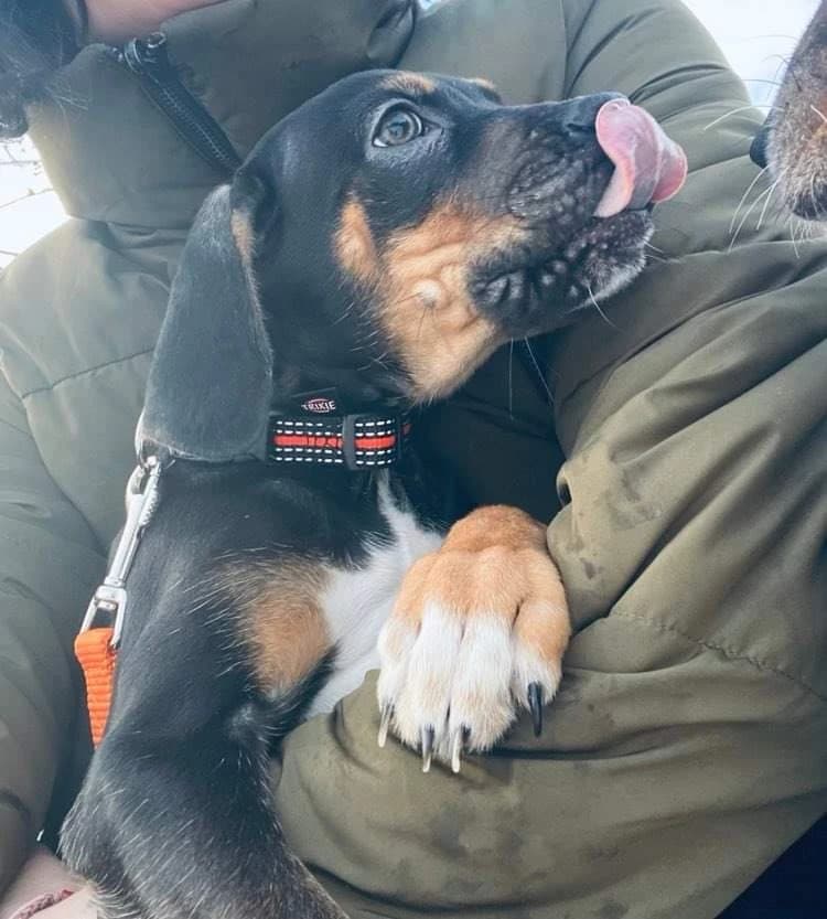 louisiansky-leopardi-pes-s-pp