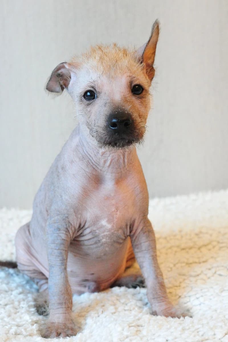 stenata-xolo-mexicky-nahac-s-pp