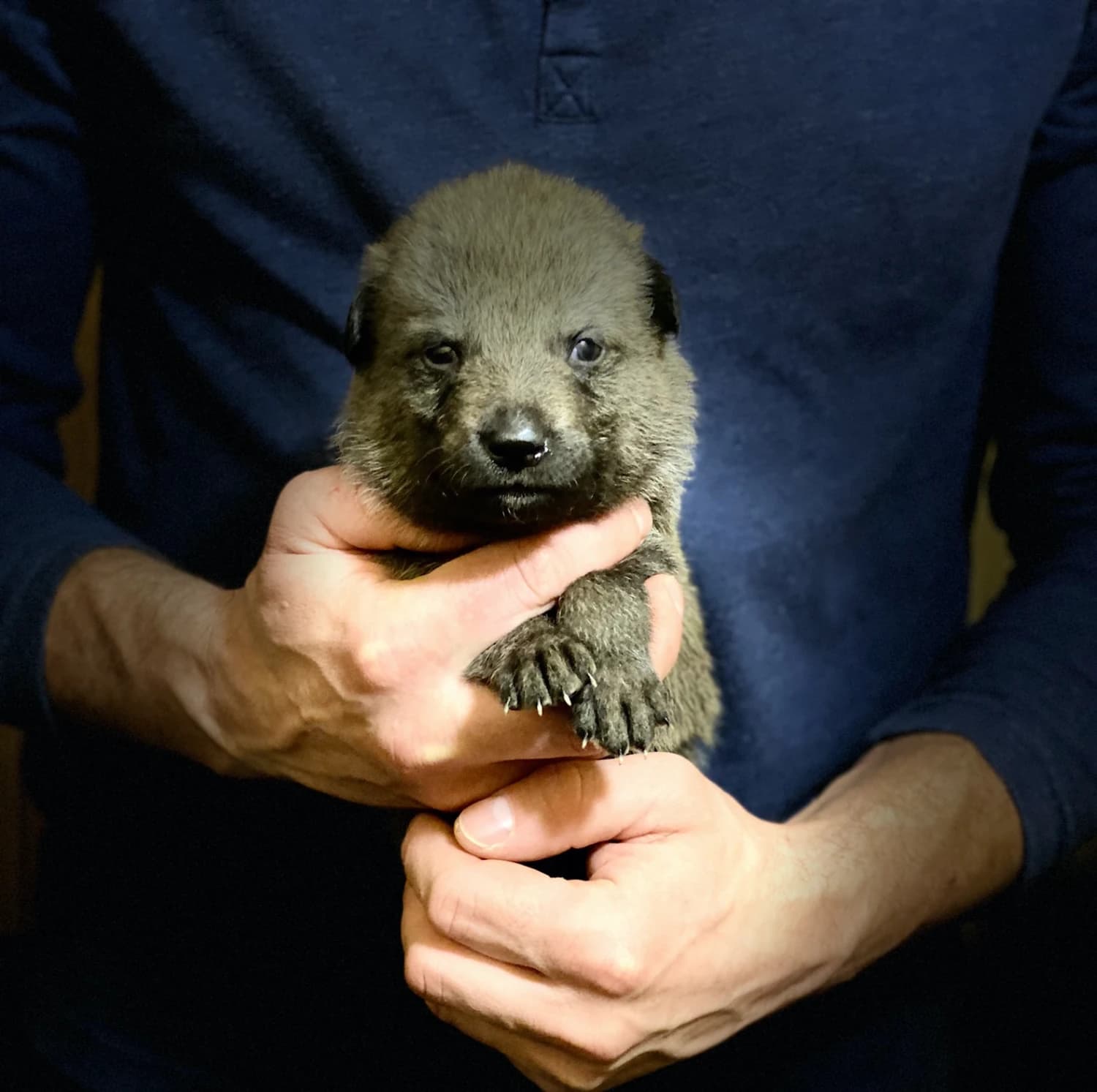 ceskoslovensky-vlciak-s-pp