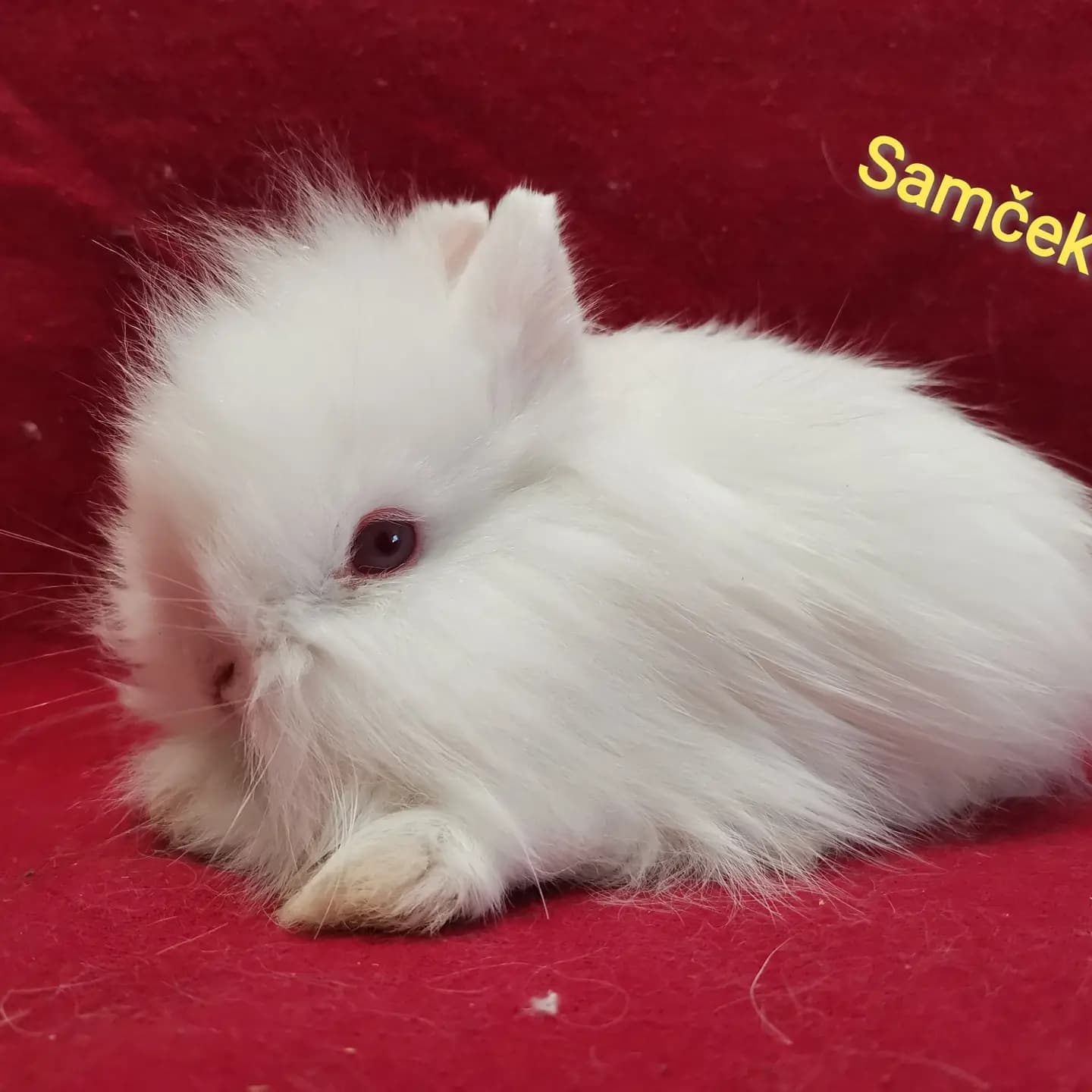 teddy-hegyeshalom