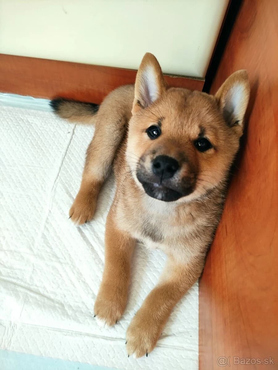 shiba-inu