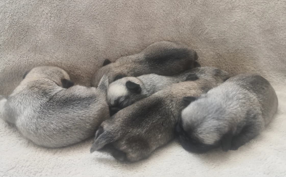 mops-s-fci-preukazom-povodu