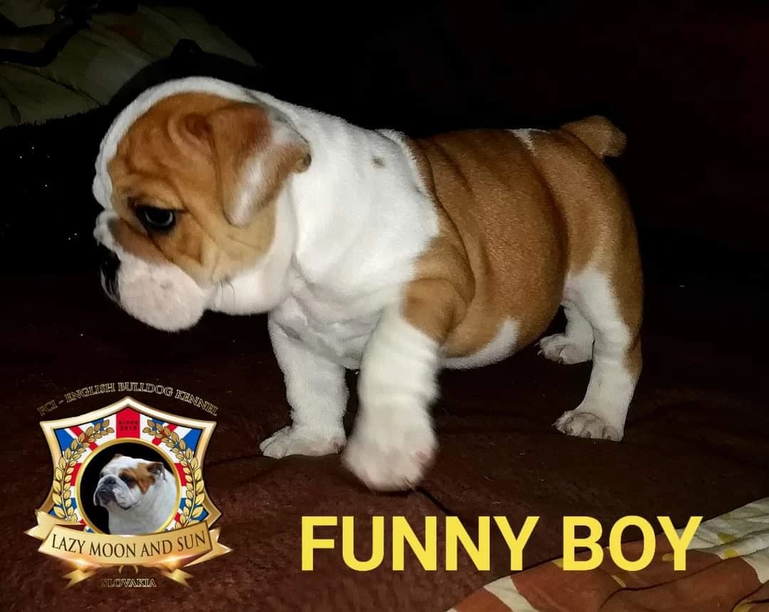 anglicky-buldog-s-pp