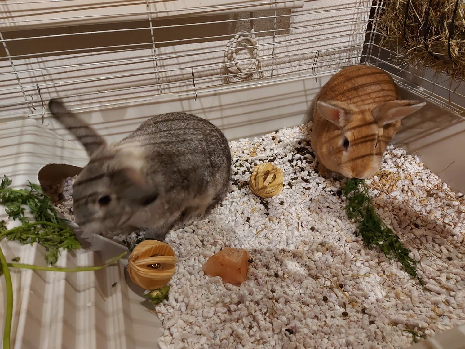 kraliky