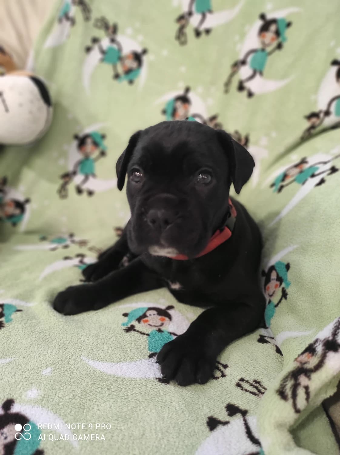 steniatka-cane-corso