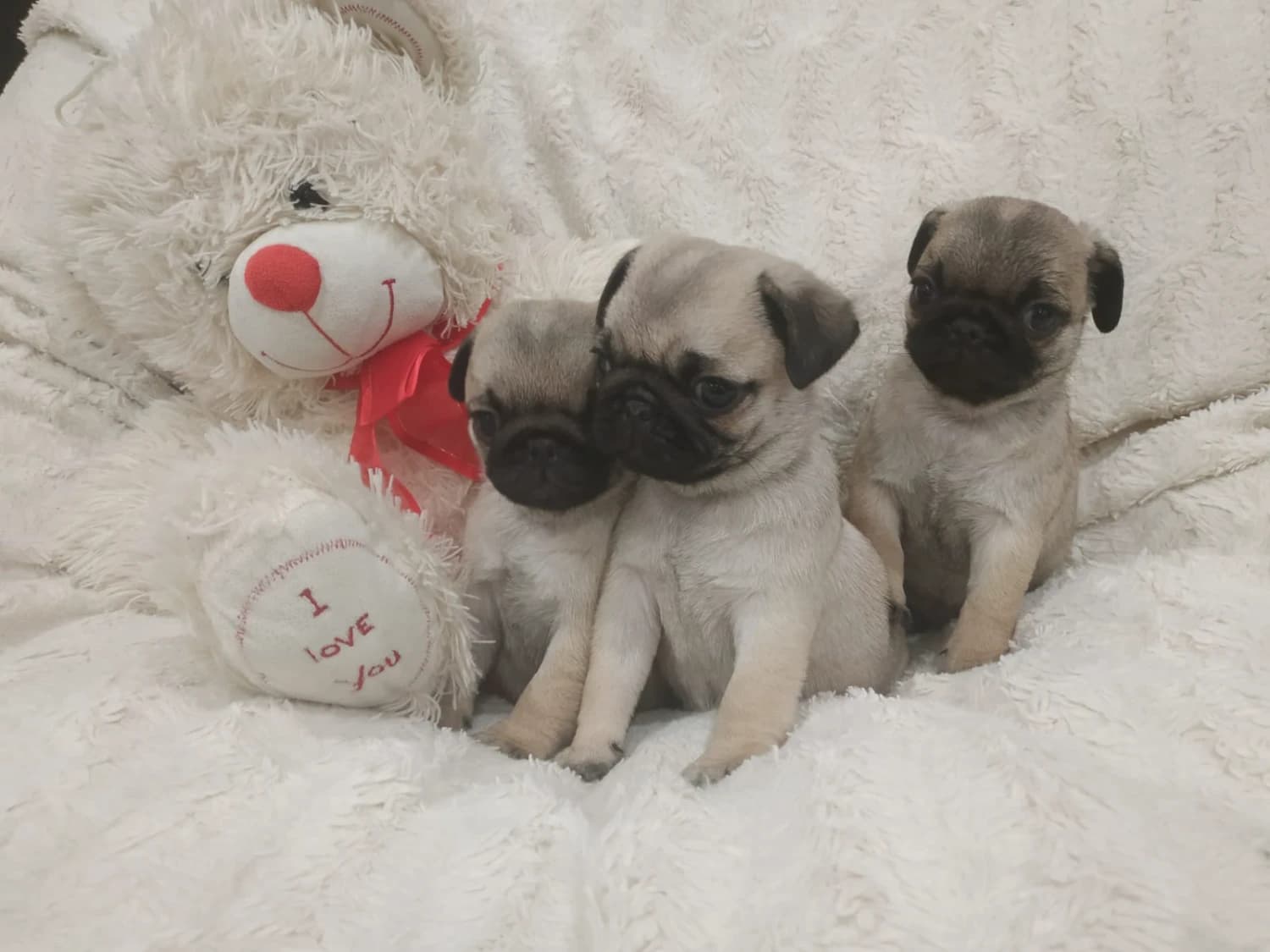 mops-s-pp