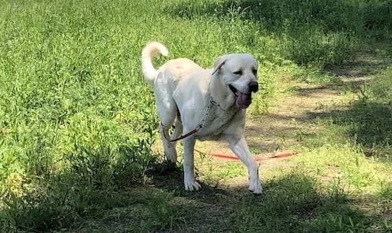 aziat-elbrus-na-adopciu