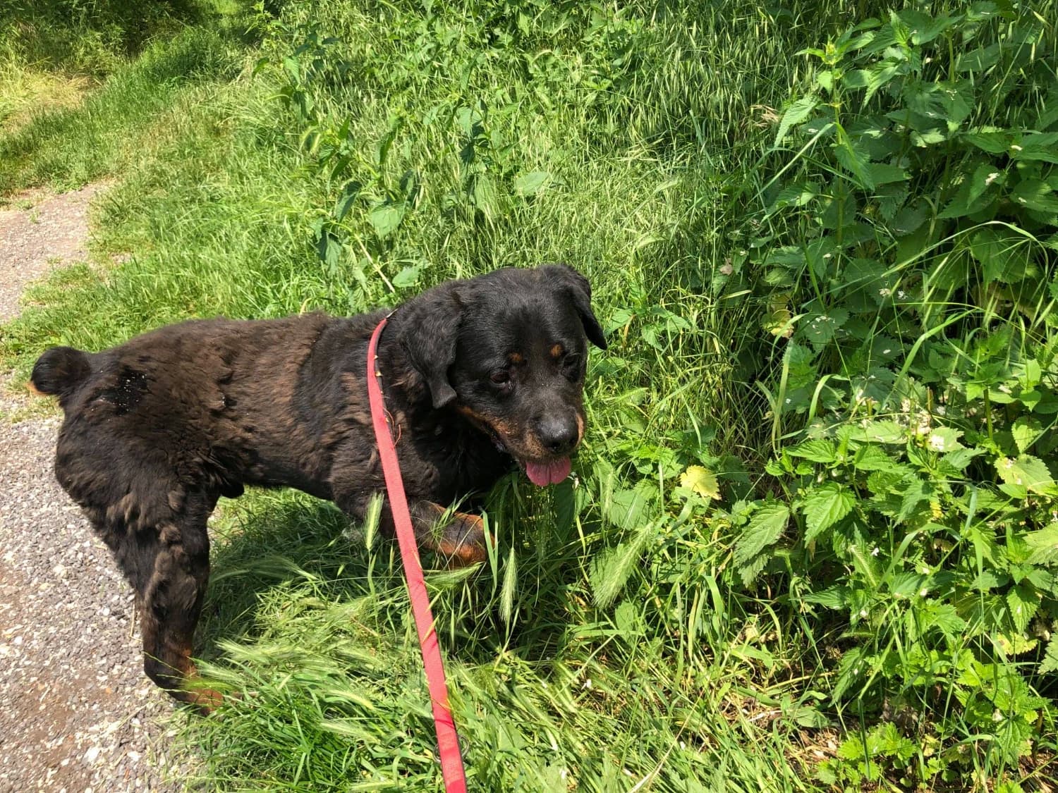 rotvajler-rocco-na-adopciu