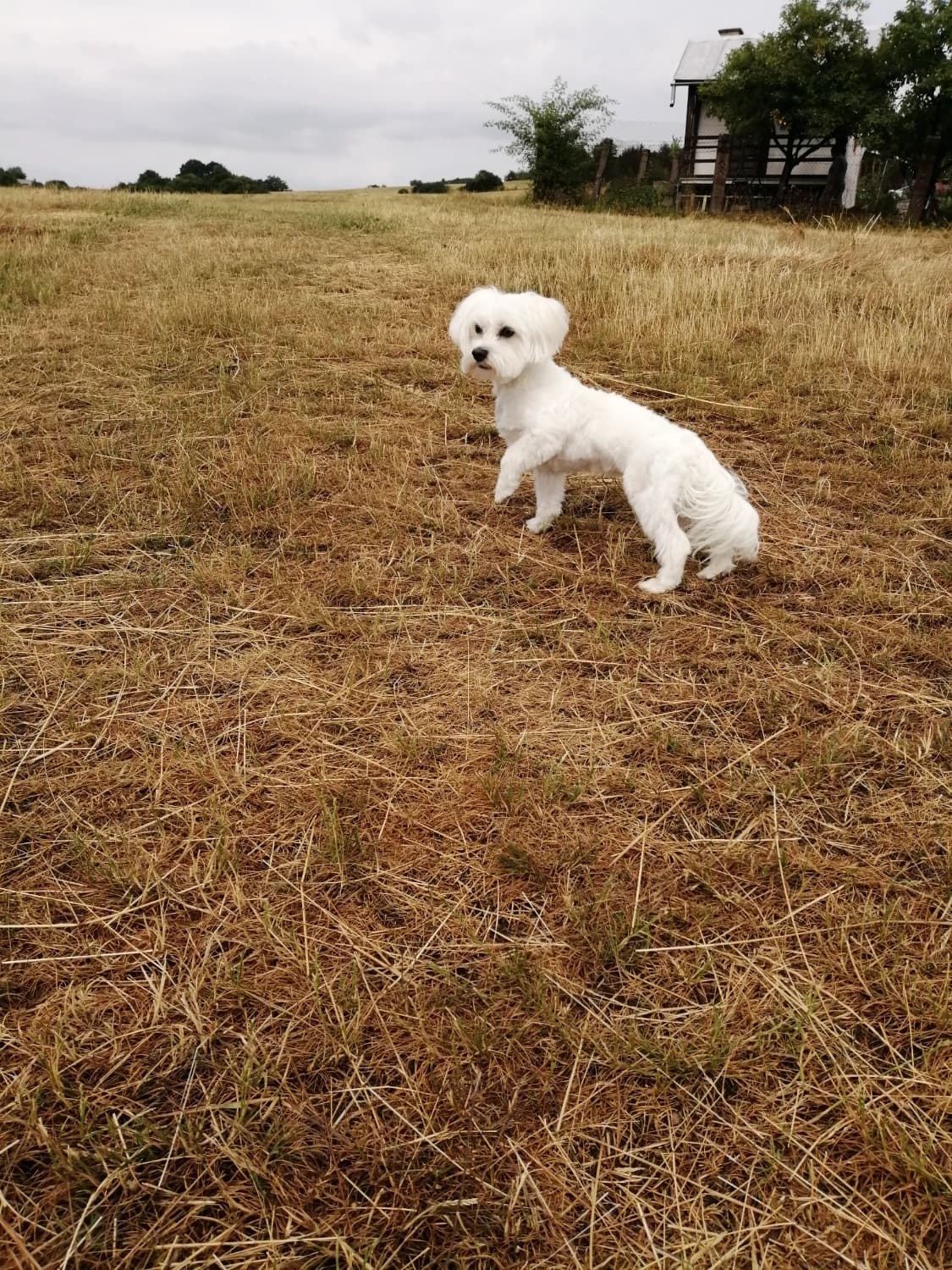 darujem-maltezskeho-psika