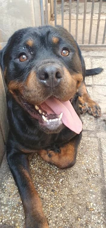 rotvajler-brian-na-adopciu