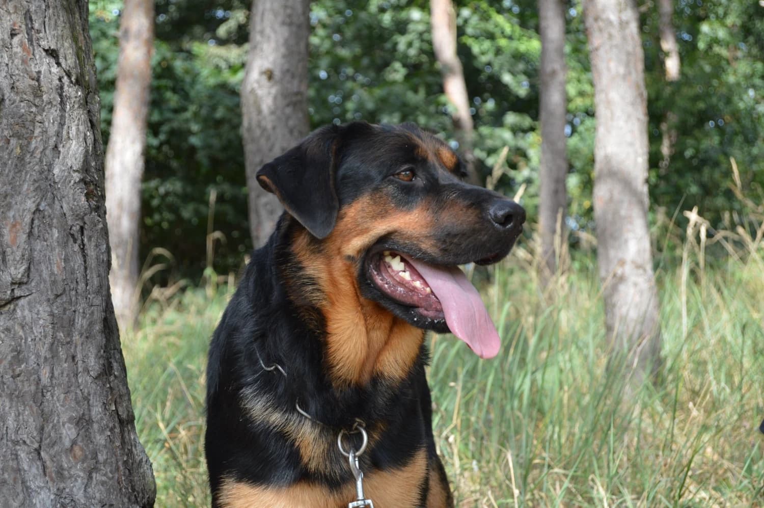 dina-sucka-rotvajlera-na-adopciu