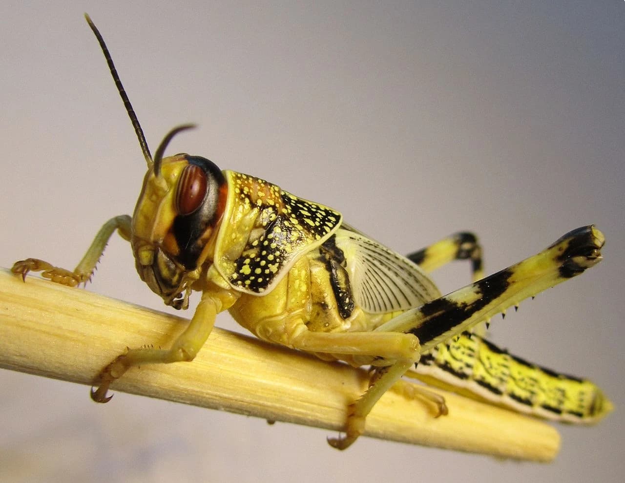 saranacata-a-cvrcky