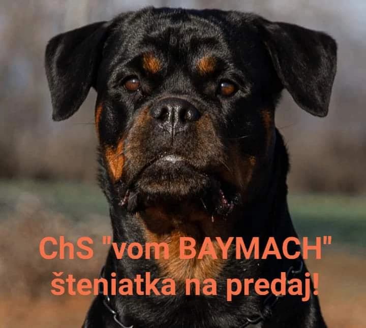 rottweiler-rotvajler-steniatka-preukaz-povodu-pp