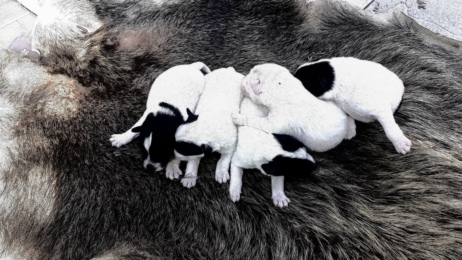 foxterier-hladkosrsty-s-pp