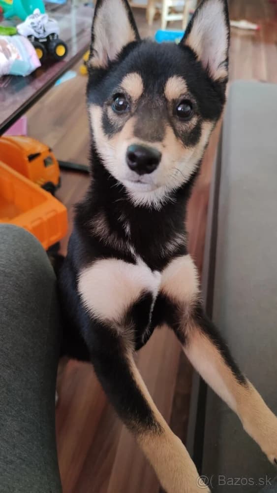 shiba-inu