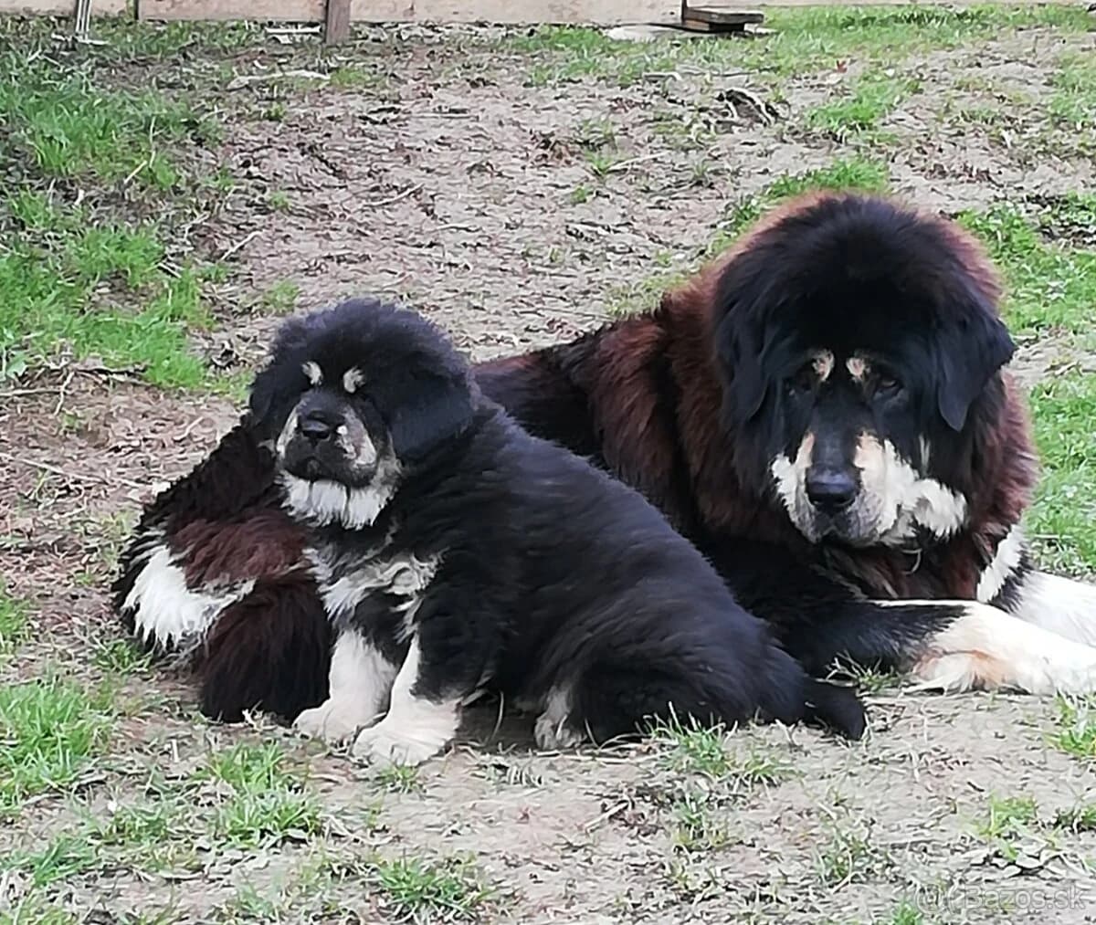tibetska-doga