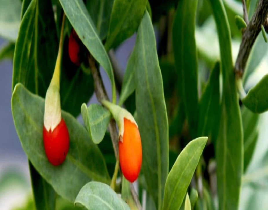 predam-rastlinky-goji-kustovnica-cinska