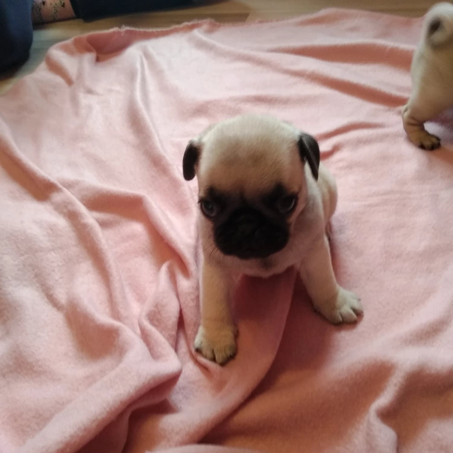 mops