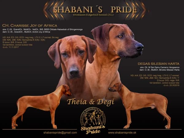rhodesian-ridgeback-rodezsky-ridgeback