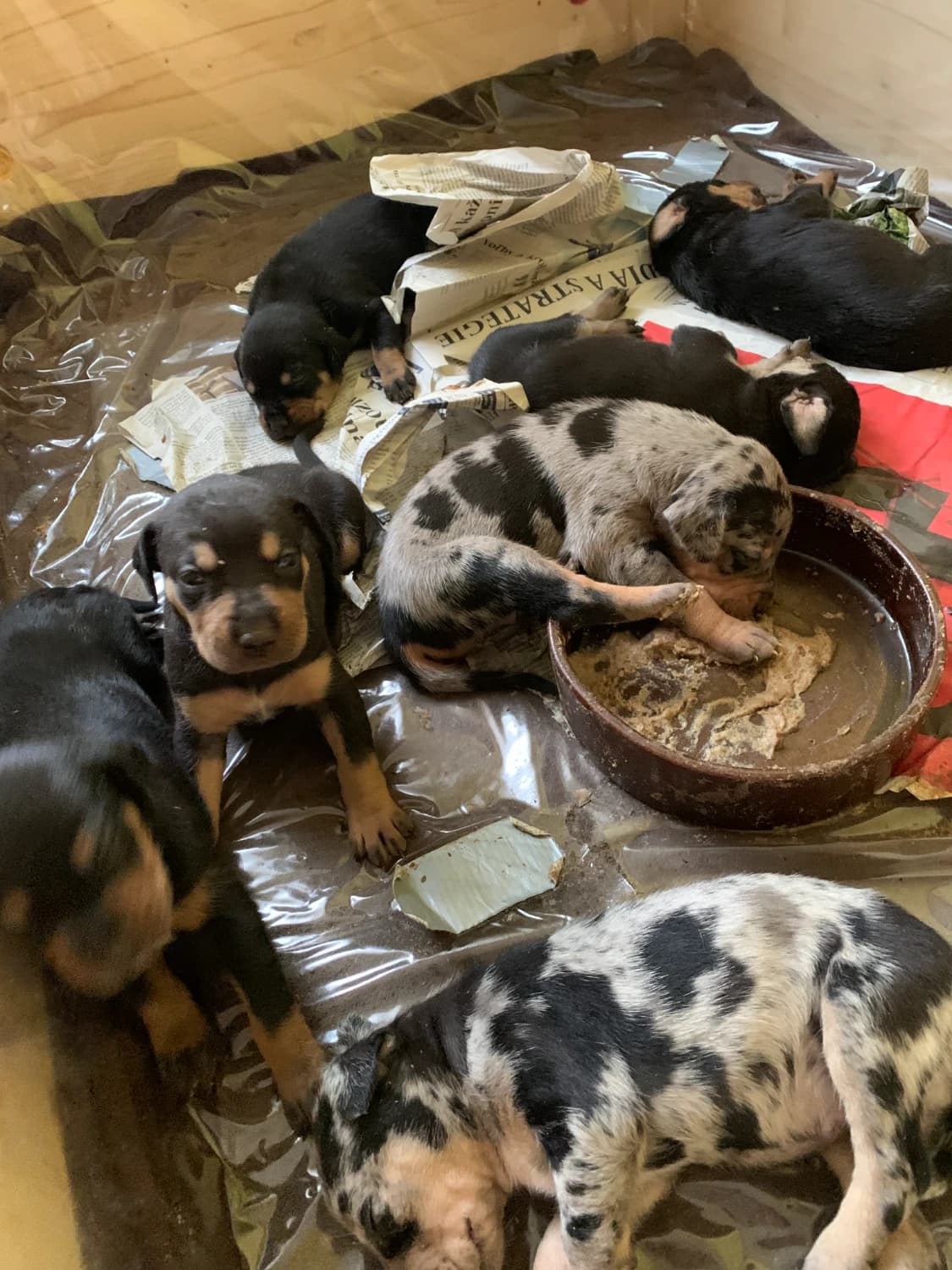 louisiansky-leopardi-pes