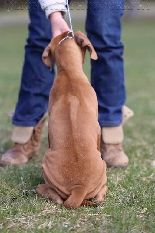 rhodesky-ridgeback-steniatka