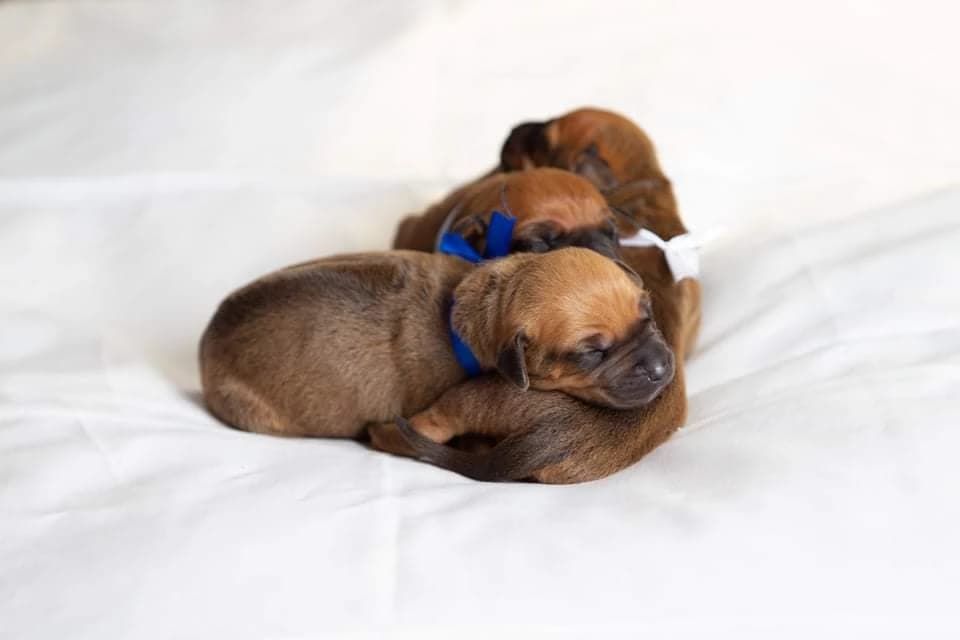 rhodesian-ridgeback-steniatka