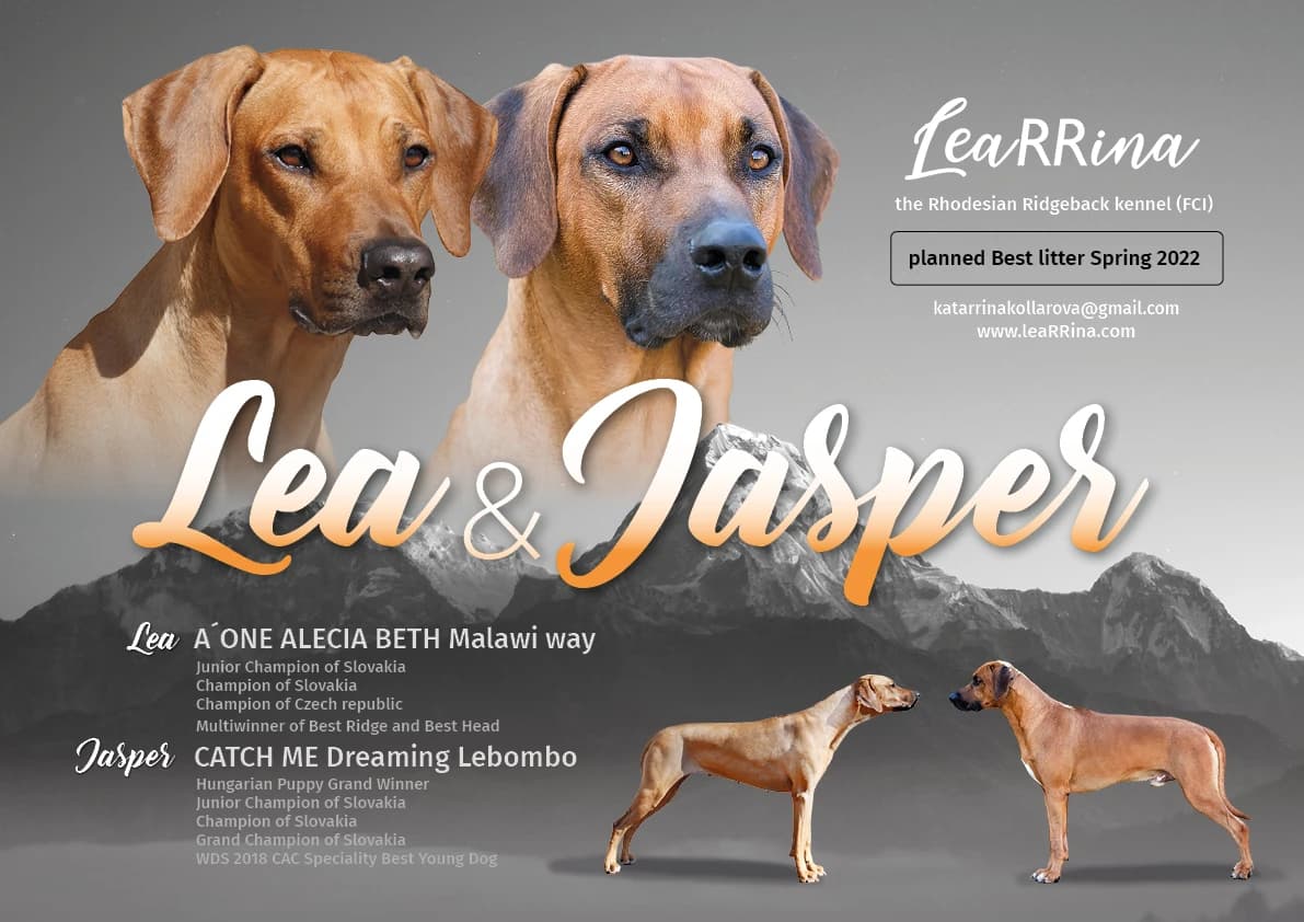 rodezsky-ridgeback-volne-steniatka