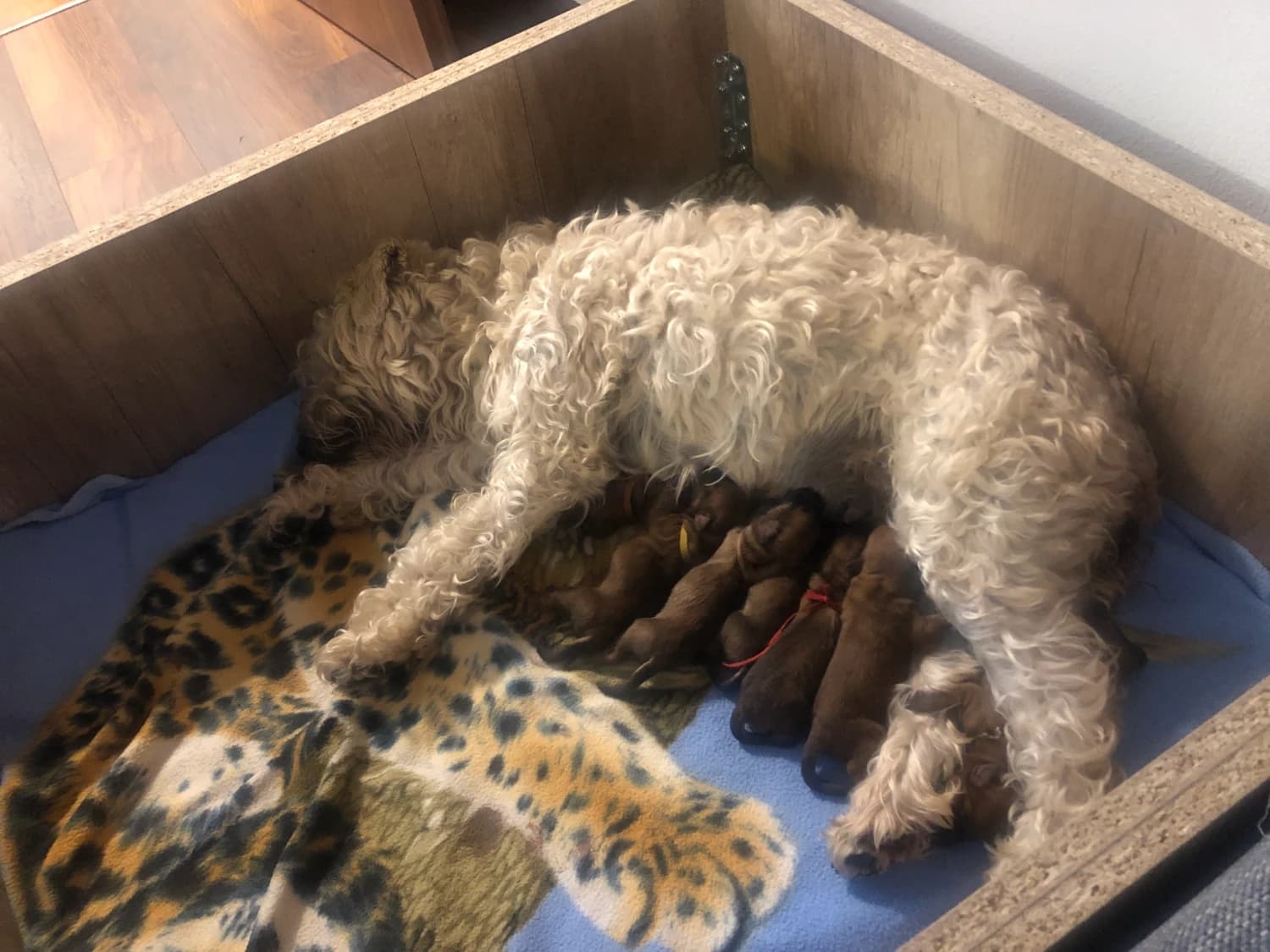 psenicny-terier-irish-soft-coated-wheaten-terrier