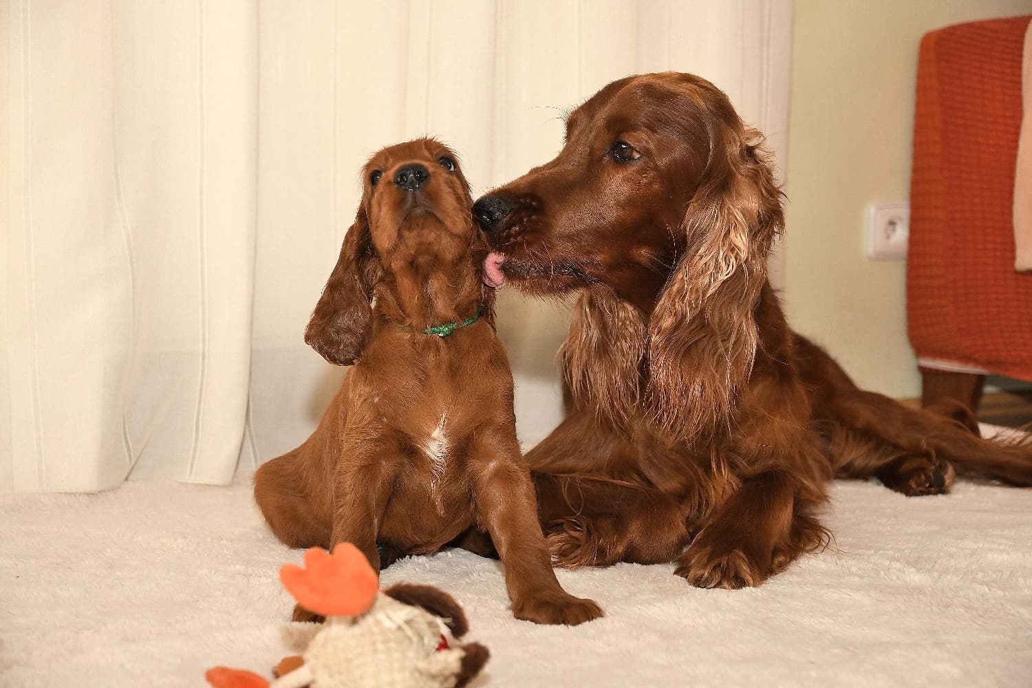 irsky-setr-prodam-stenata-s-pp