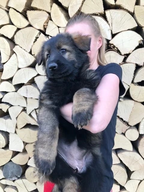 predam-fenky-nemeckeho-ovciaka