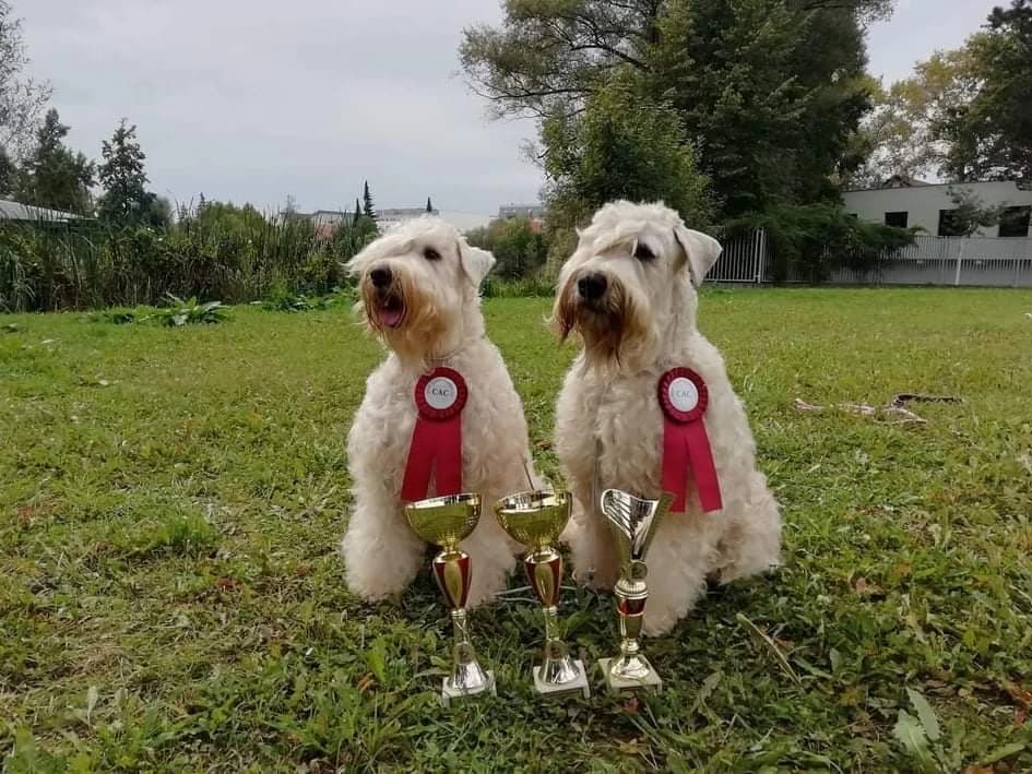 psenicny-terier-irish-soft-coated-wheaten-terrier